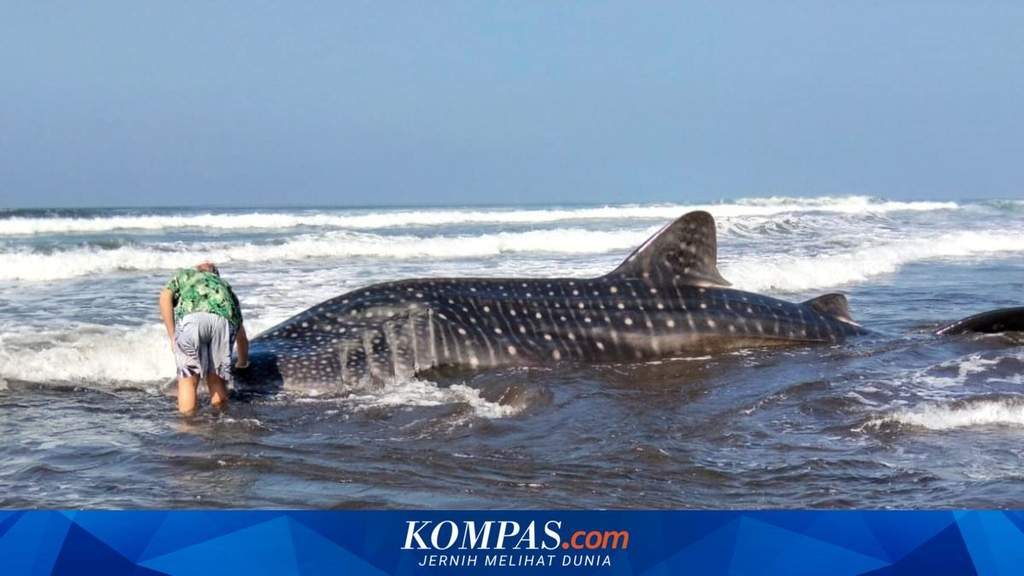 Seekor hiu paus berukuran besar terdampar di perairan dangkal Pantai Pengeragoan, Kabupaten Jembrana, Bali, yang dikerumuni dan dipantau oleh warga sekitar.