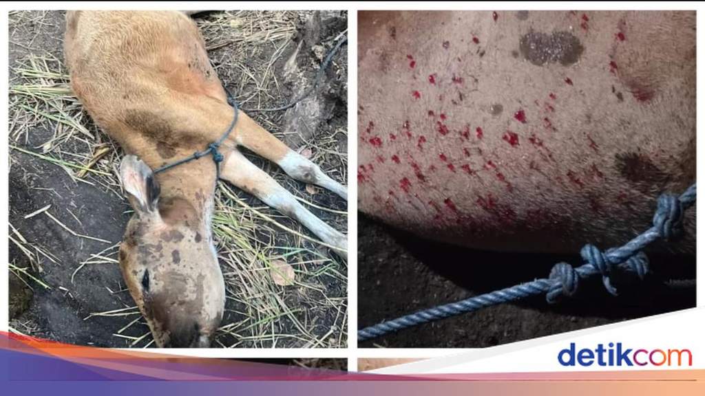 Ilustrasi petugas kesehatan hewan memeriksa ternak sapi di kawasan pedesaan Bali untuk mengantisipasi penyebaran wabah penyakit.