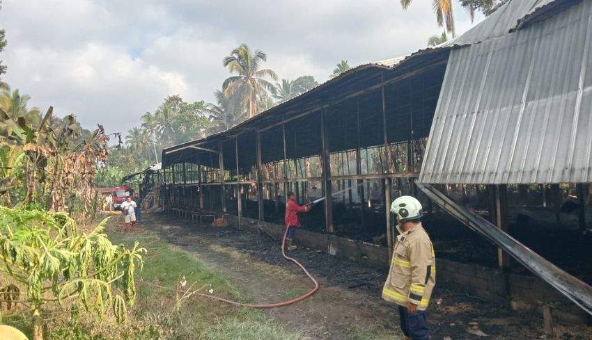 Petugas pemadam kebakaran sedang melakukan proses pendinginan di reruntuhan bangunan kandang ayam bertingkat yang hangus terbakar di Kabupaten Badung.